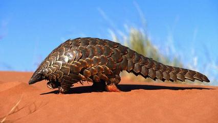 穿山甲能當寵物養嗎？東西方飼養觀念的差異