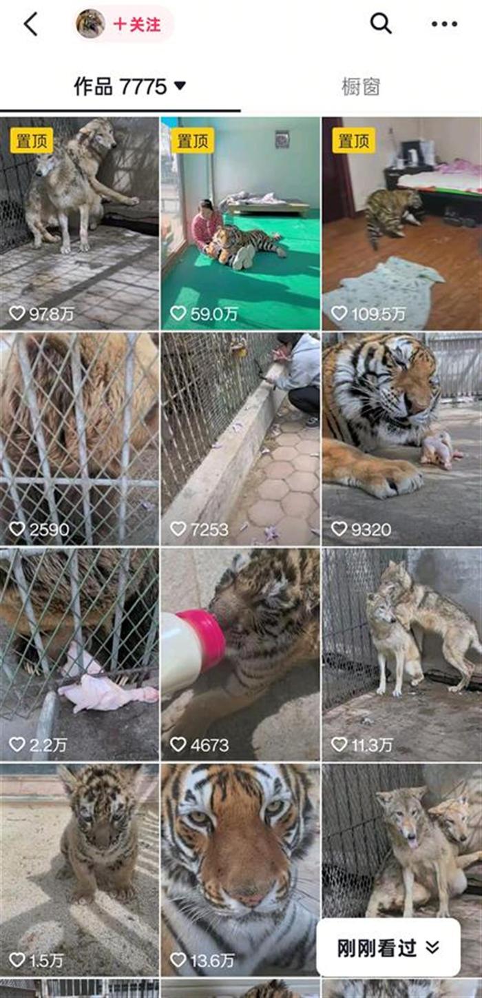 狼為何見飼養員躲墻角發抖？動物專家揭秘氣味與信任的博弈