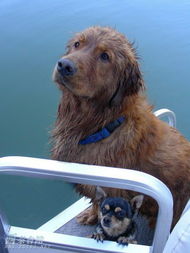 幸福移民妹妹的愛心飼養與綠色飼料生產
